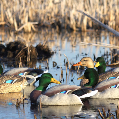 Are Dakota X-Treme Mallard Decoys The Best?