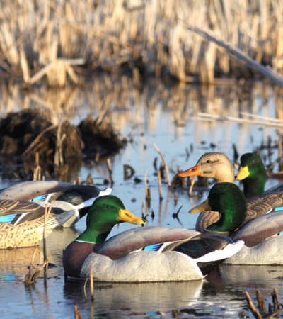 Are Dakota X-Treme Mallard Decoys The Best?