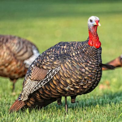 What is the Best Turkey Decoy?