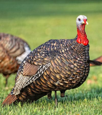 What is the Best Turkey Decoy?