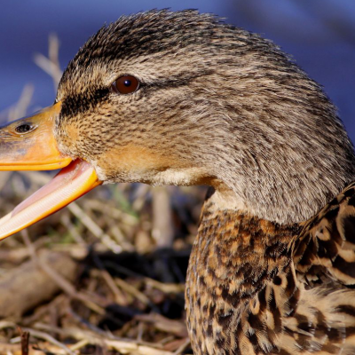 Learning to Call Ducks: Pt. 1 The Quack