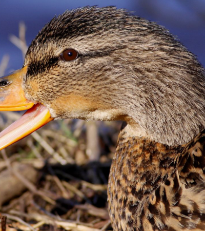 4 Corner Properties: On The X Podcast: Busting Myths About Duck Hunting