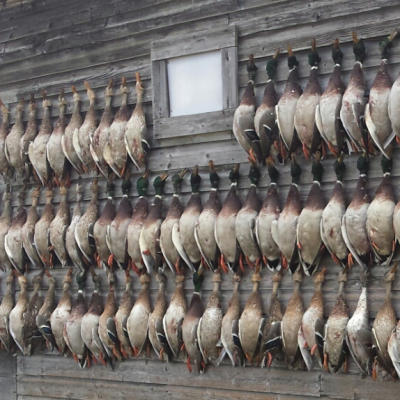 How to Pick Your Next Duck Guide! Part 1