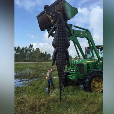 Giant Gator!