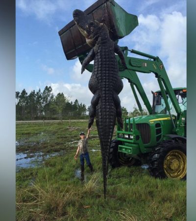 Giant Gator!