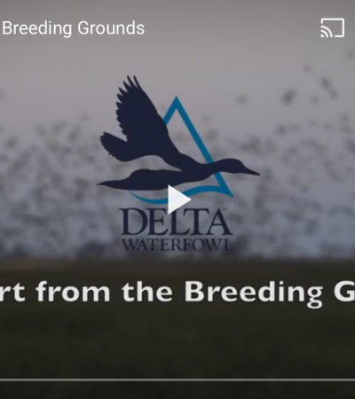 Delta Waterfowl: Early April Breeding Ground Updates