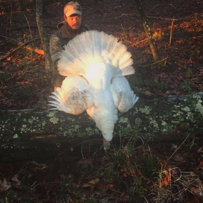 White Bird or