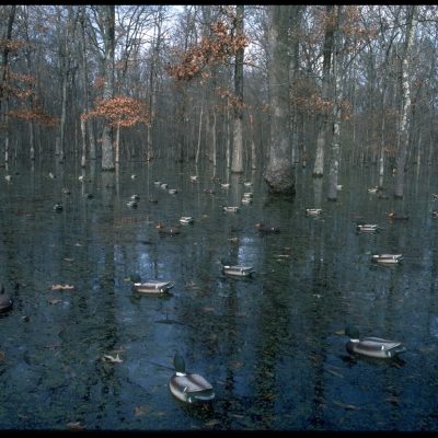 Thoughts on Flooded Timber Duck Hunting