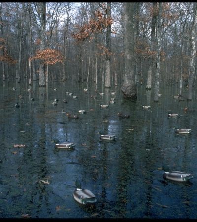 Thoughts on Flooded Timber Duck Hunting