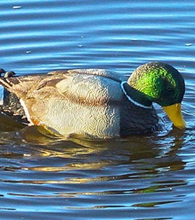 Mojo’s New Rippler Duck Decoy