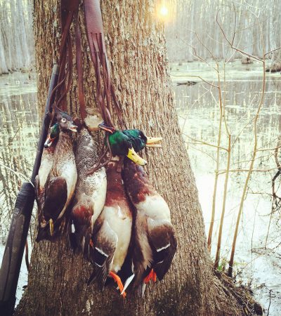 12-14-16 Duck and Goose Migration Report