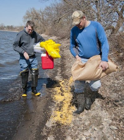 Are The Ducks Being Short-Stopped up North?