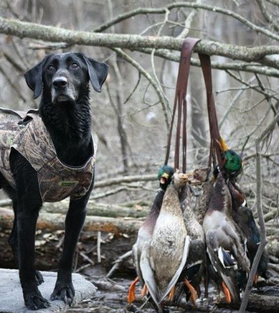 4 Corner Properties: On The X Podcast: Talking Waterfowl Bands, Cormorants, and End of Duck Season