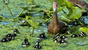 The Ducks of Late Spring and Summer