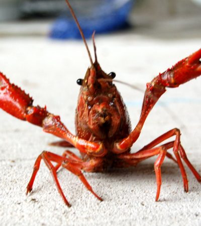 What is the Best Recipe for Cooking Crawfish?