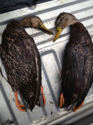 Black Duck.JPG
