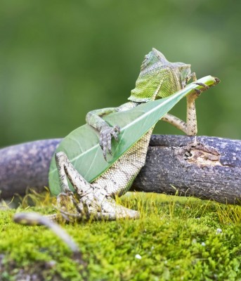 Chillin'.jpg