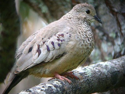 CommonGroundDove.jpg