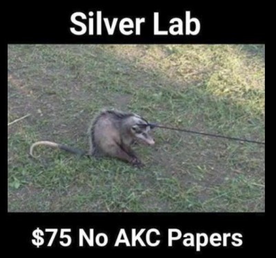 Silver Lab.jpg
