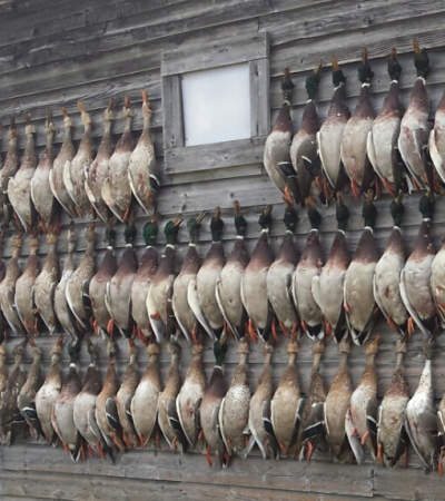 How to Pick Your Next Duck Guide! Part 1