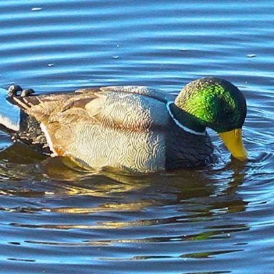 Mojo’s New Rippler Duck Decoy