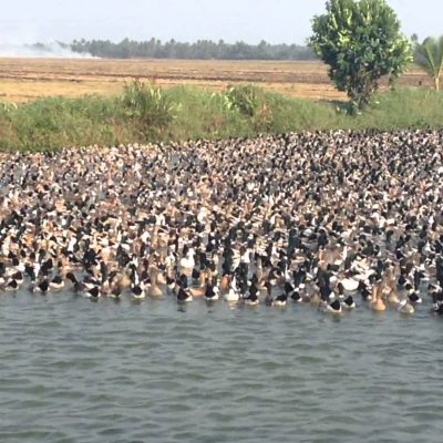 On The X Podcast: Talking Gadwalls One Last Time With JJ Kent